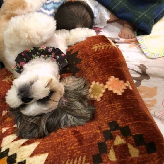 子どもが苦手な犬の対処方法 犬が子どもを嫌がる時どうすればいい?
