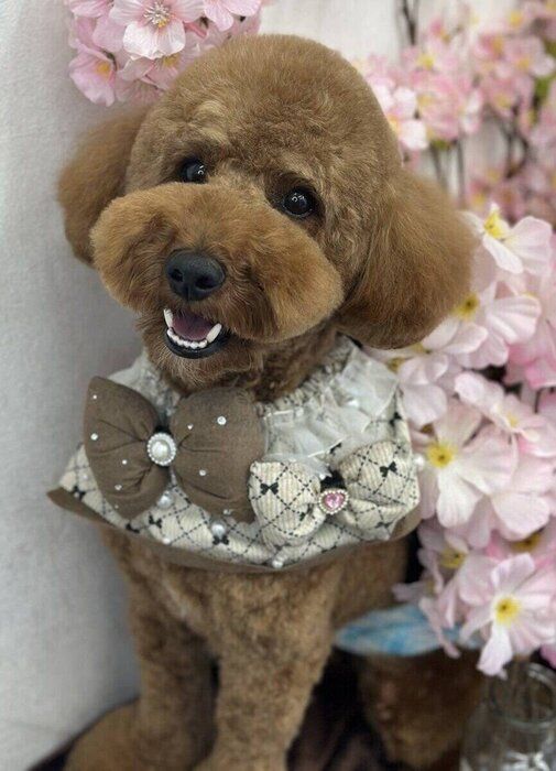 2才の誕生日を迎えたトイ・プードル