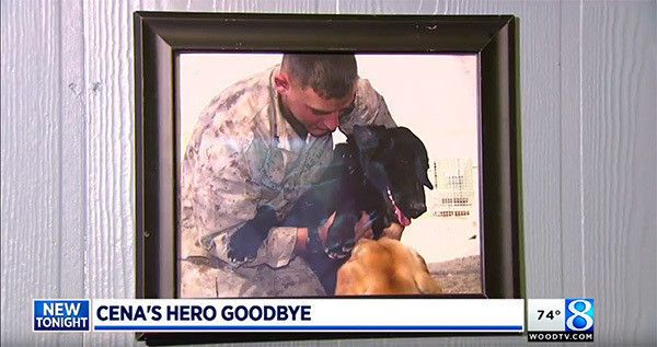 軍用犬の写真