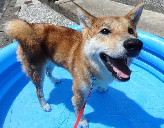 プールで遊ぶ柴犬