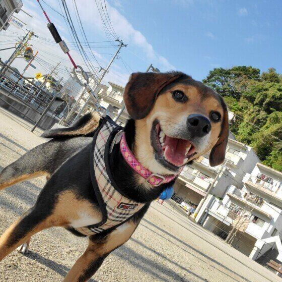 お散歩するMix犬