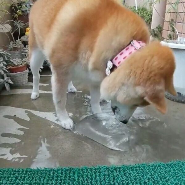 水が入った袋で遊ぶポッキーちゃん