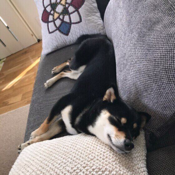 くつろぐ柴犬