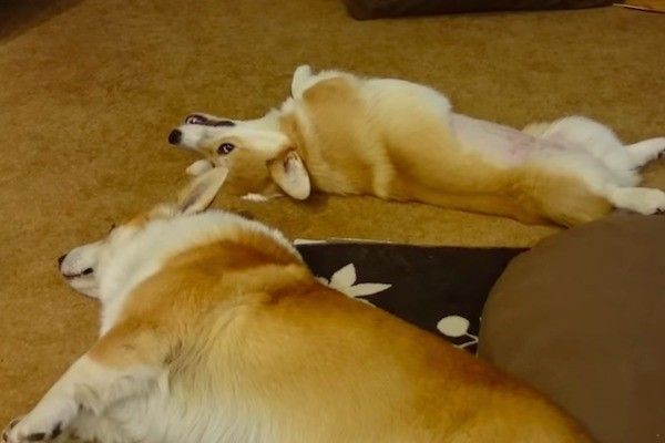 親子コーギー