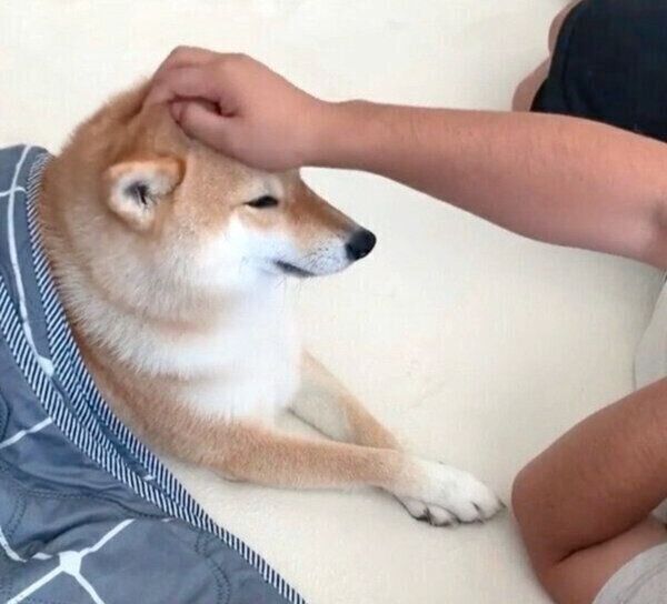 なでなでの催促をする味噌ちゃん