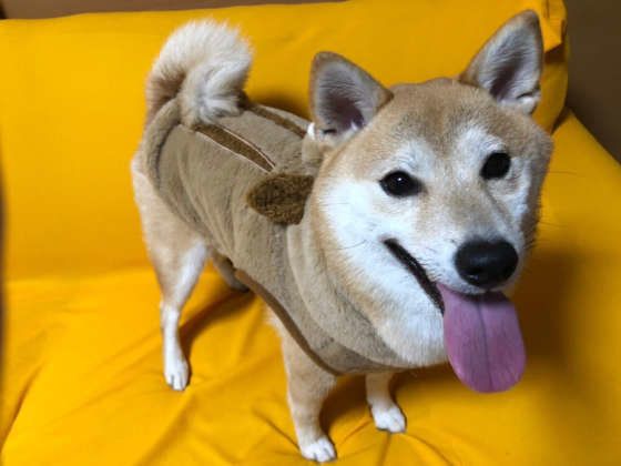 洋服を着せてもらう柴犬