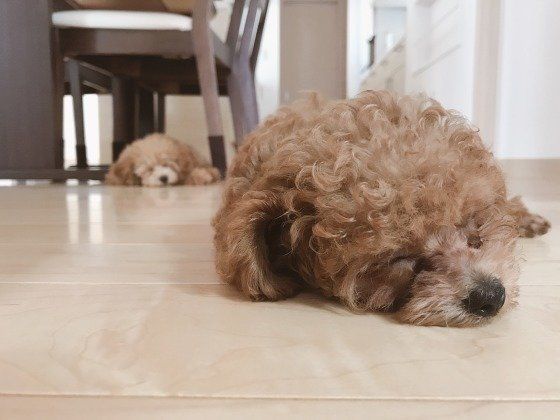 犬の多頭飼い