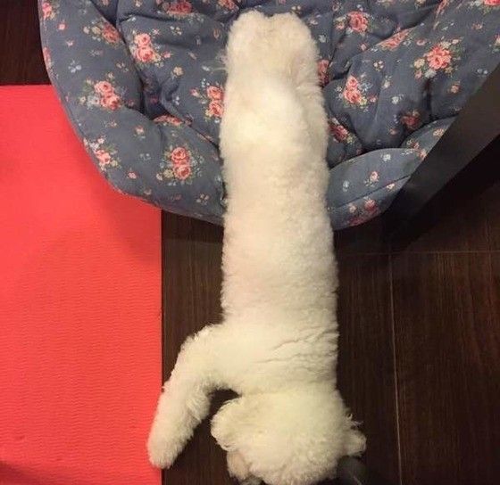 伸びる犬の寝姿