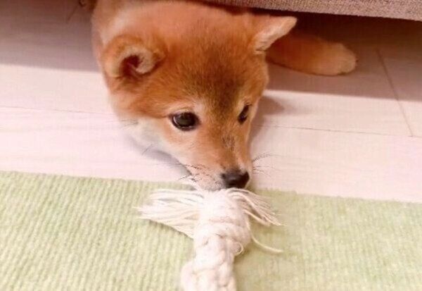 飼い主さんと綱引きをするぽたちゃん