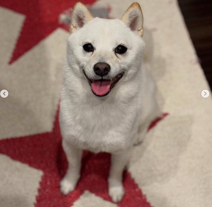 ニコニコ顔のぷりんちゃん