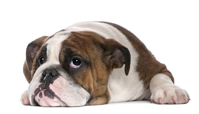 上を見る犬