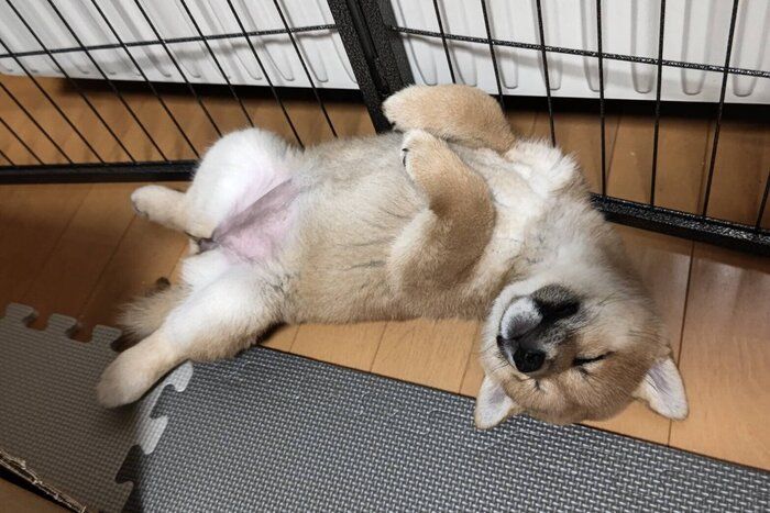 生後2カ月のころに撮影したモナカちゃん