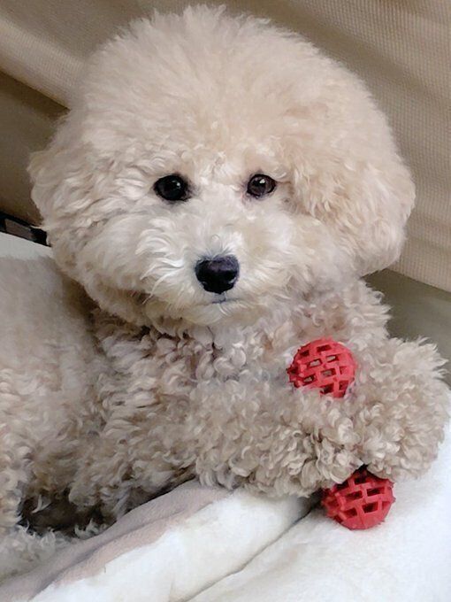 おもちゃで遊ぶ様子の犬