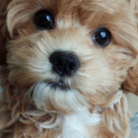 ミックス犬