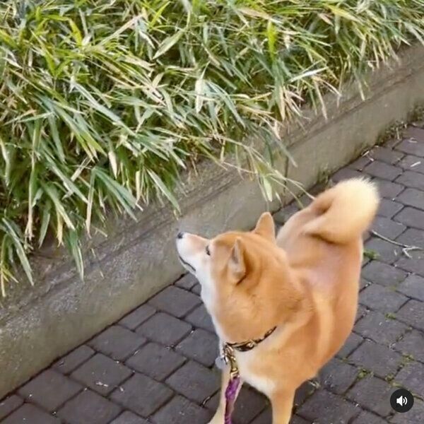 茂みを見つめるエマちゃん