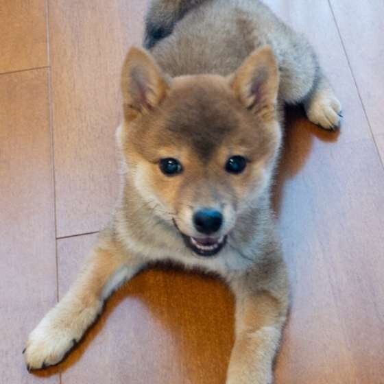 柴