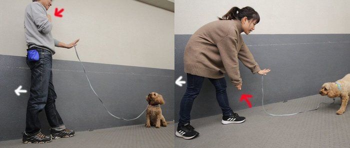 ↑同時に発している合図が、別々の合図を出している例(右の写真)。左手がマテの合図なのに、右手がオイデの合図になってしまっている(正しくは左の写真)