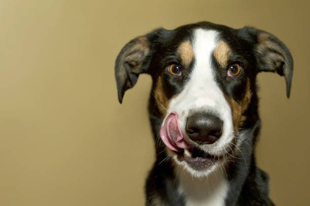 彼の唇を残して愛らしい犬