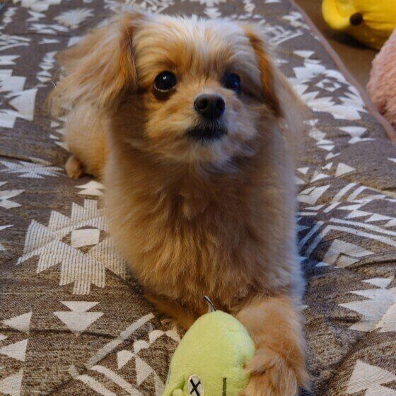 元気いっぱいなミックス犬