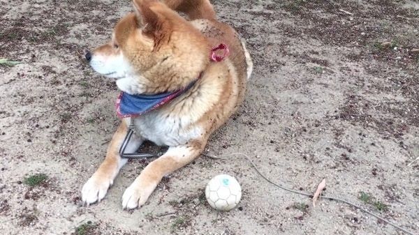 見てみぬふりをする柴犬