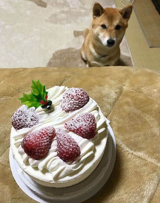 ケーキを見つめる柴犬