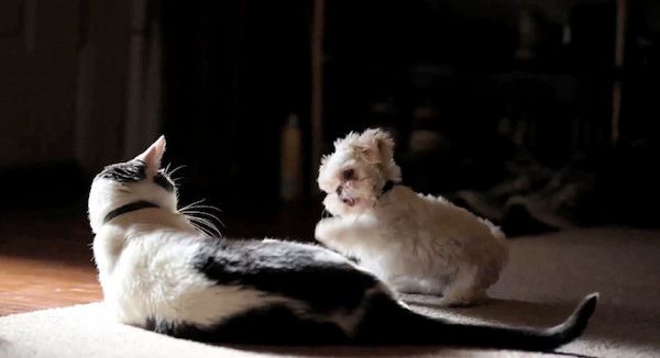子犬と猫