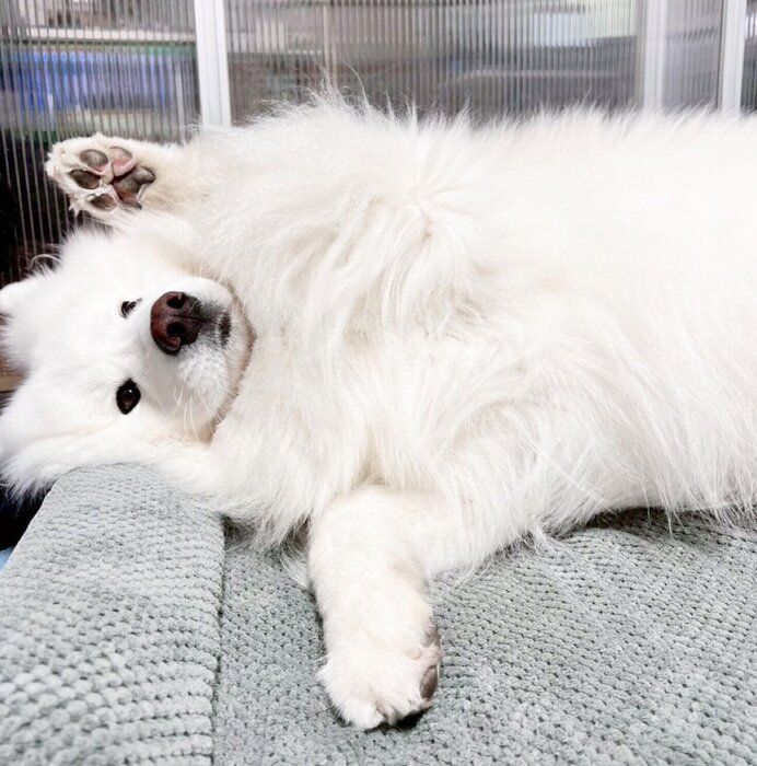 寝転がるダッツくん