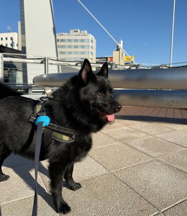 散歩を楽しむうにくん