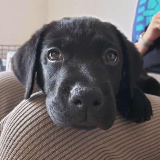 見つめる犬