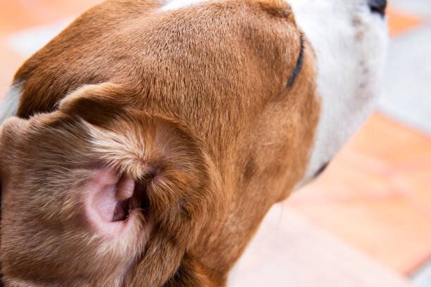 細菌感染症犬の画像。耳の炎症を引き起こす