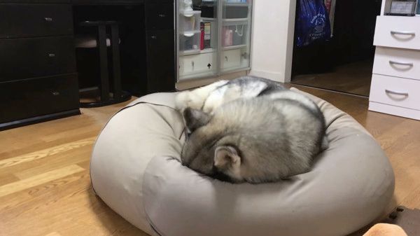 座ろうとするシベリアン・ハスキー