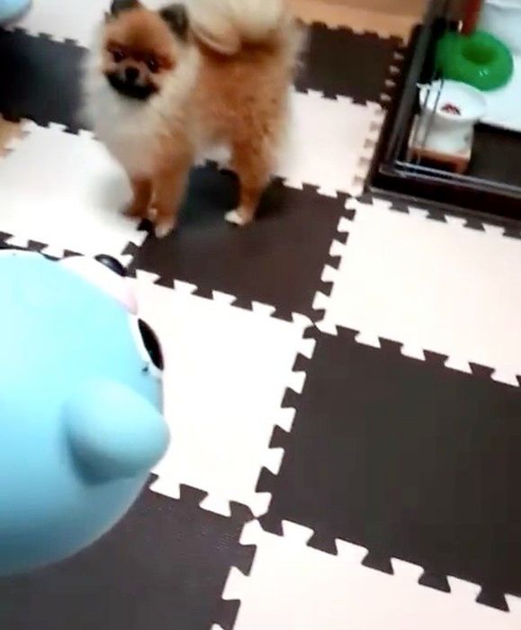 遊ぶポメラニアン