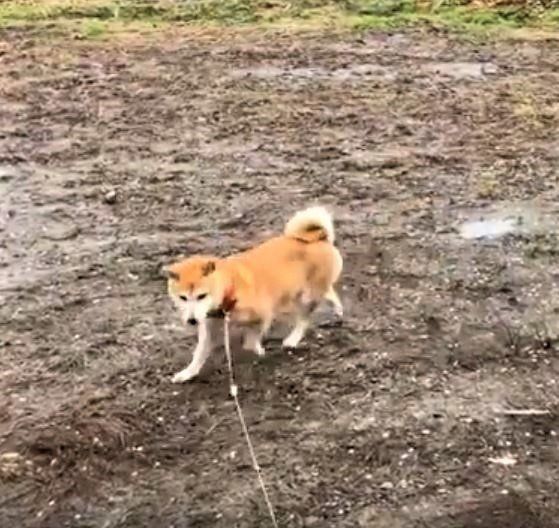 犬の散歩