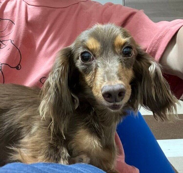 飼い主さんのひざにのるちるくん