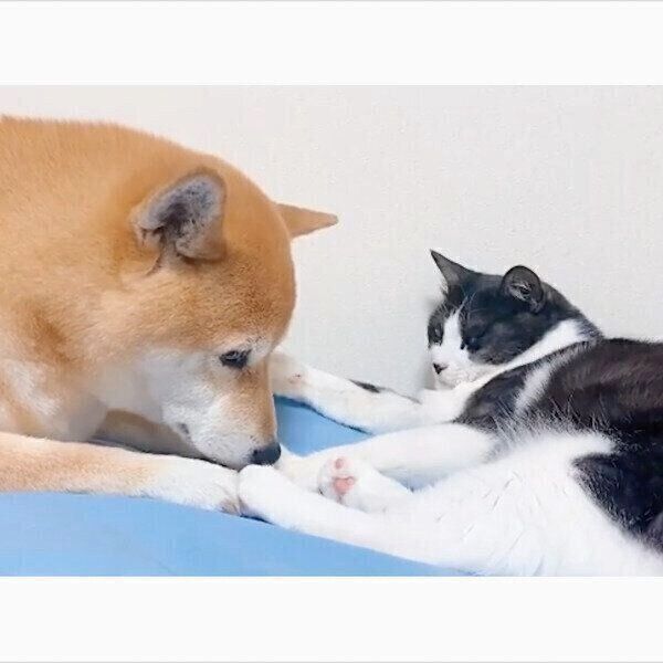 からしちゃんの肉球のニオイが気になるうららちゃん