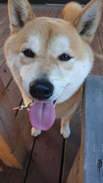 柴犬