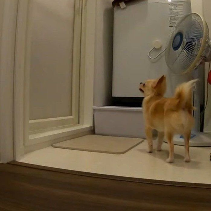 パパさんを待つみるくちゃん