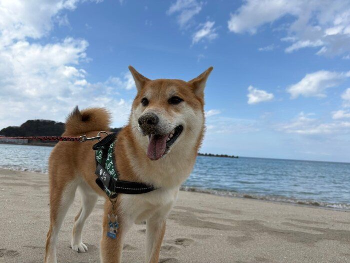 2才3カ月の柴犬