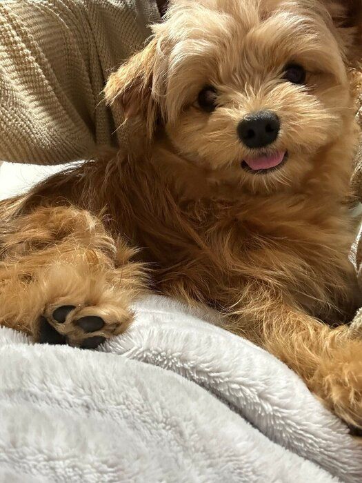 「モフモフ」な様子の犬