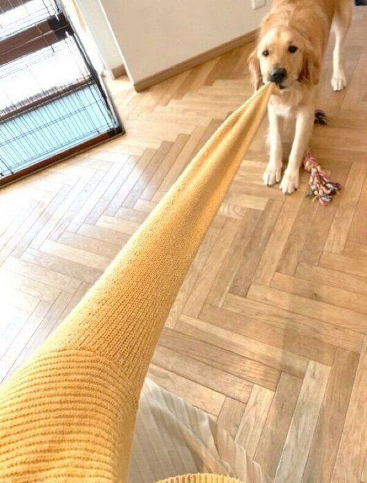 飼い主さんの洋服を引っ張るこはるちゃん
