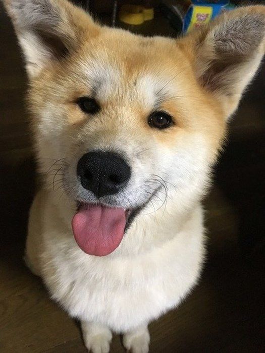 秋田