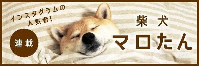 ハイシニアになってツンデレからデレデレに進化した柴犬マロたん。