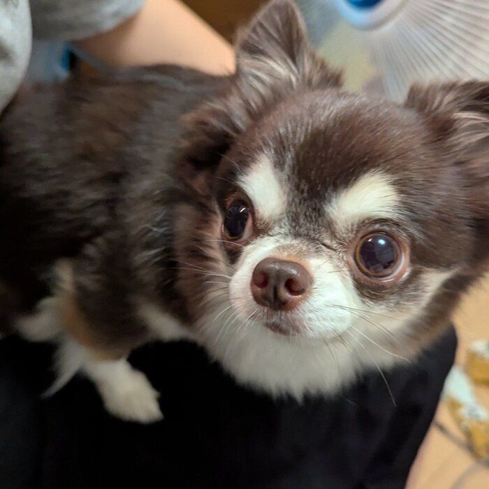 おやつをもらえないか交渉するチワワ（5才）