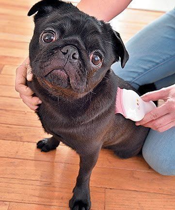 ブラッシング中の犬