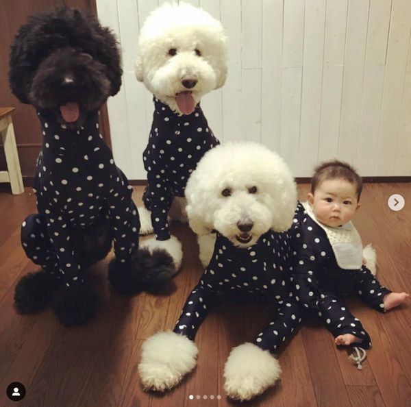 スタンダード・プードル3兄弟と男の子・むぎくん