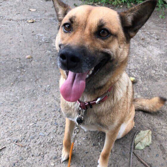 笑顔の犬