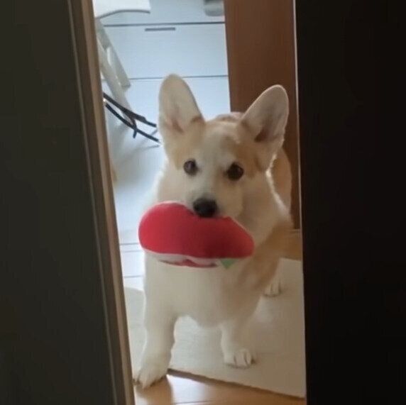見せつけるノエちゃん