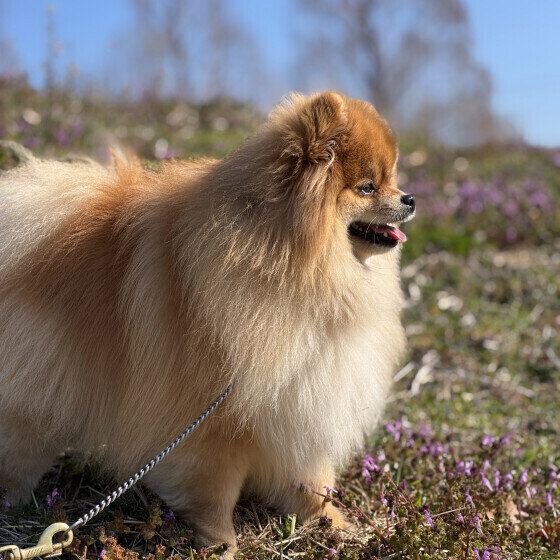 お外で日向ぼっこ中のポメラニアン