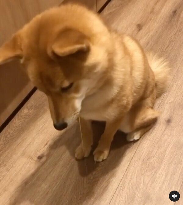 ごはんを待つぽんたくん