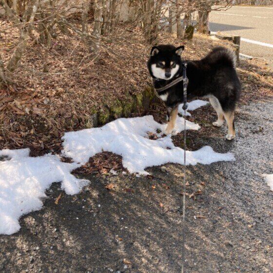 雪を踏む柴犬